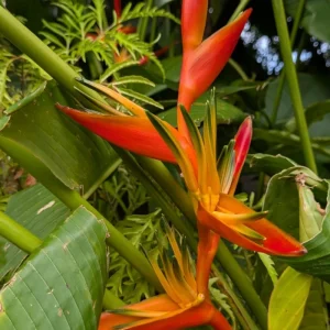 split-heliconia